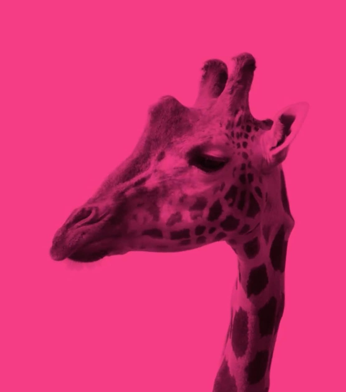 a pink giraffe
